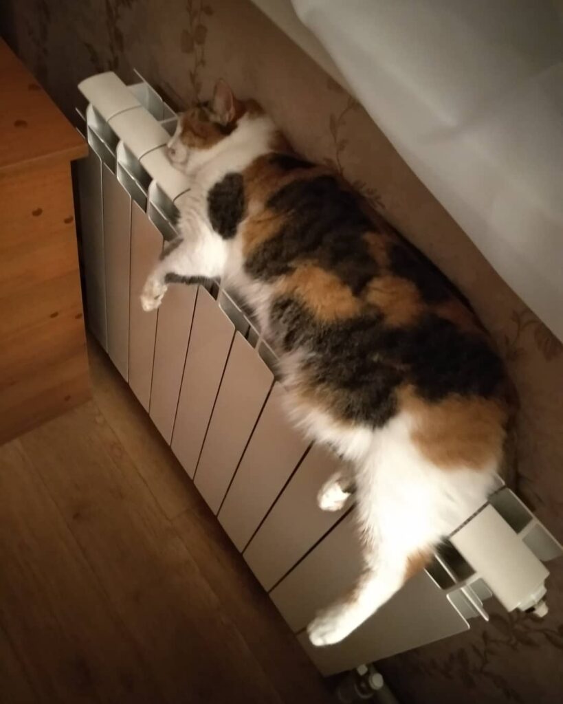 Спокойной ночи,котики! #котэ #киса #кошка #котенок #котенокмой
