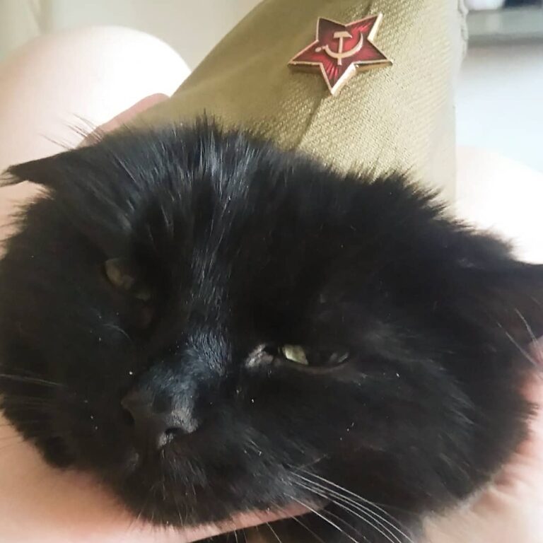 Я старый солдат, и не знаю слов любви! #шустрикмой #котэ #котики
