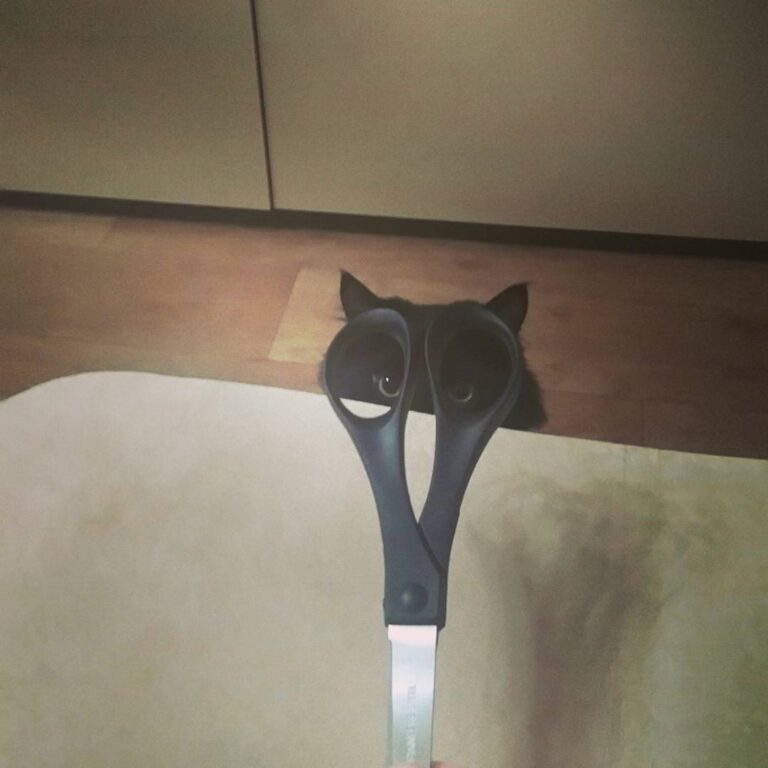#котэ Я и мечтать не смела, что у меня появится такой тёпленький