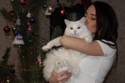 Do Cats Actually Love Their Owners?