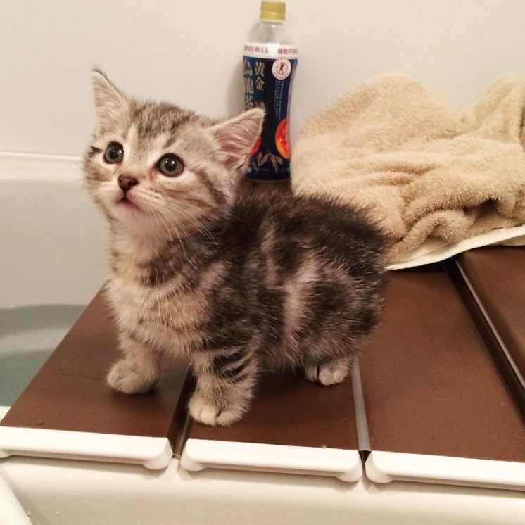 ウメの子猫時代その② 天使のウメ。父ちゃんのお風呂タイムには着いていくのだ！ #猫 #ねこ部 #にゃんすたぐらむ #みんねこ #ぺこねこ部
