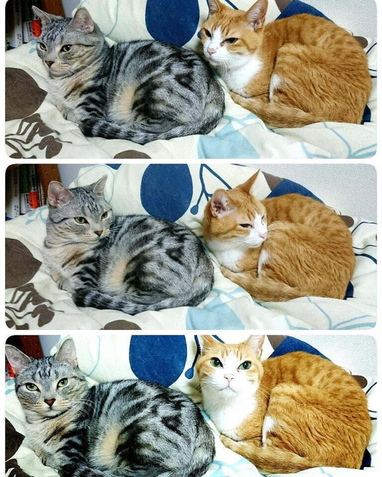 キョロキョロにゃん 二人とも寝起きで不機嫌顔 今年も一年、ありがとうございました！ #猫 #ねこ部 #にゃんすたぐらむ #みんねこ
