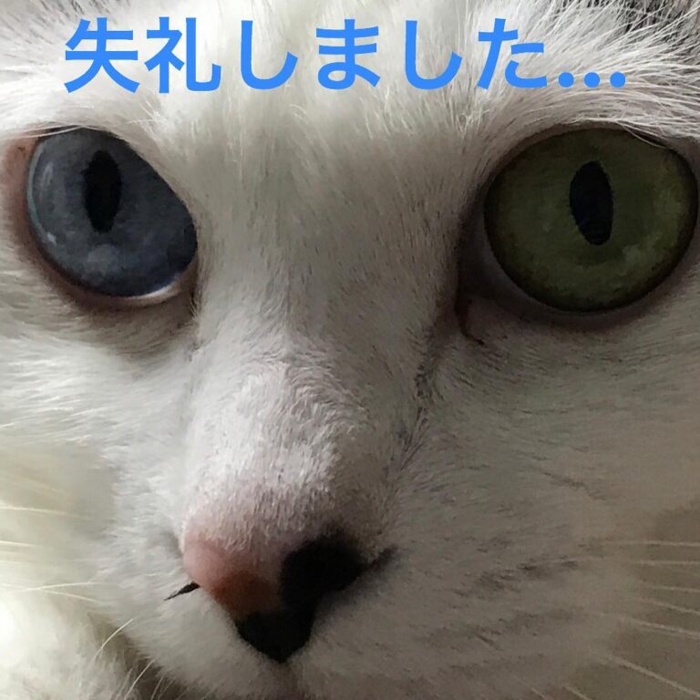 右の鼻の穴から… 女の子なのに… 恥ずかしい… お正月早々失礼しました！ #ねこ #ネコ #猫 #元野良猫 #保護猫 #オッドアイ