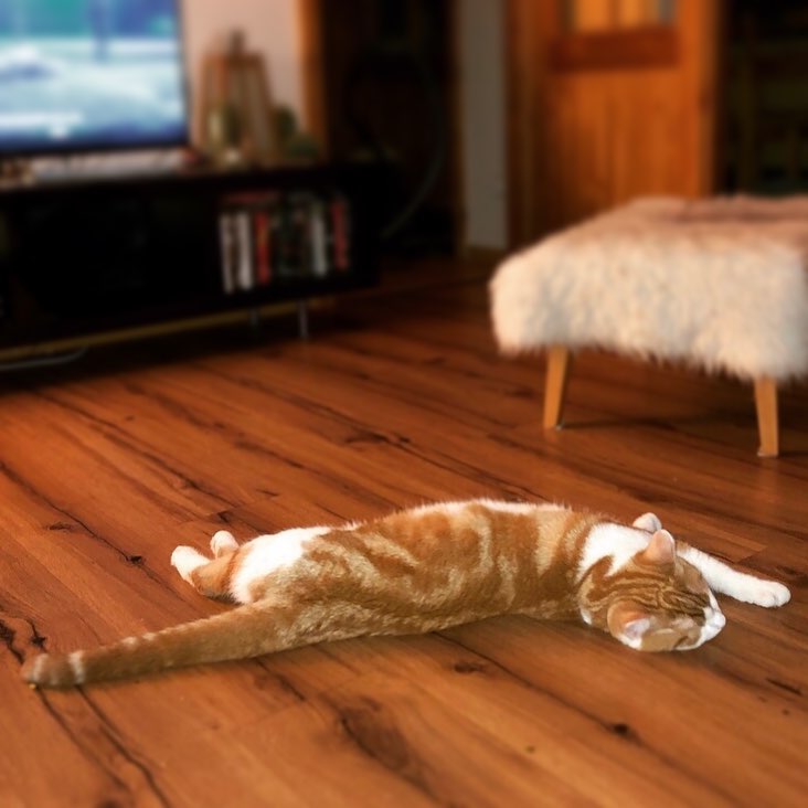 7months and already such a big cat!