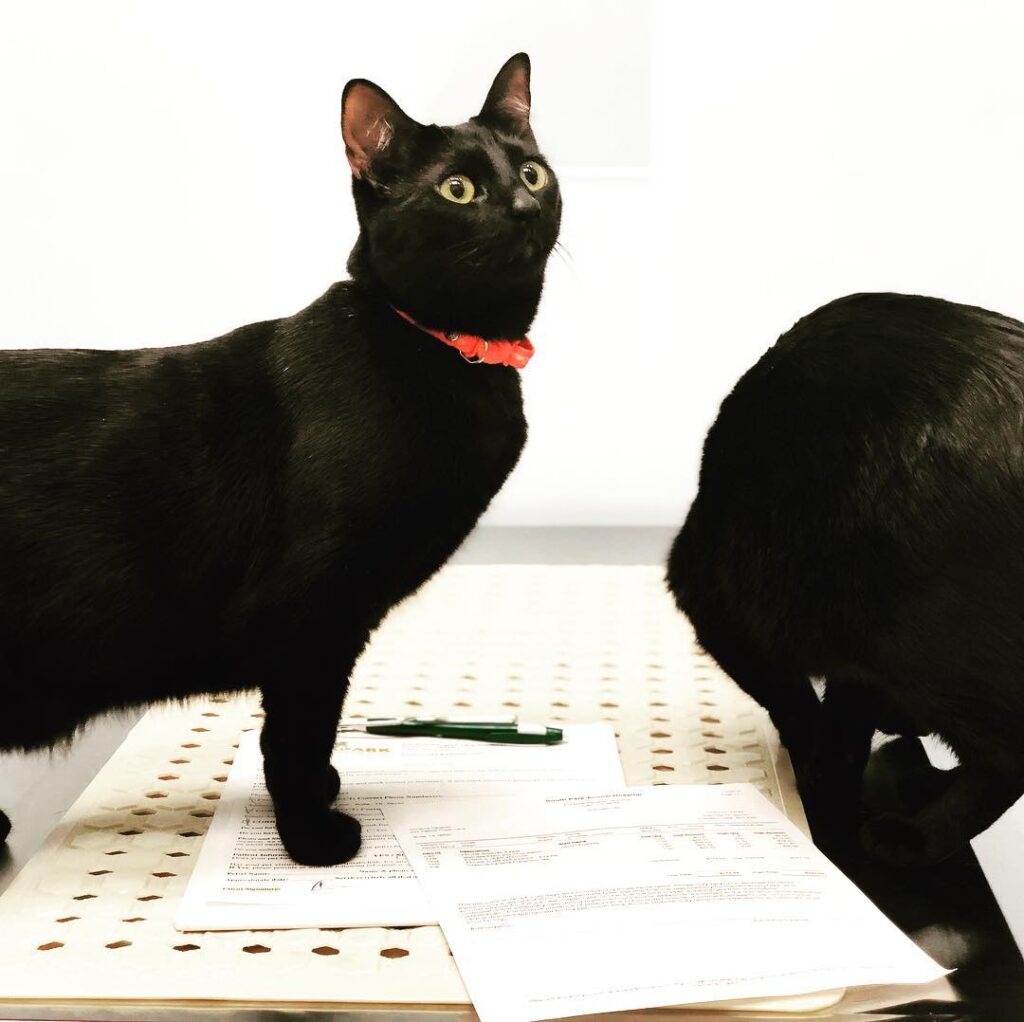 A day at the vet…..nothing wrong. Just a yearly check up.