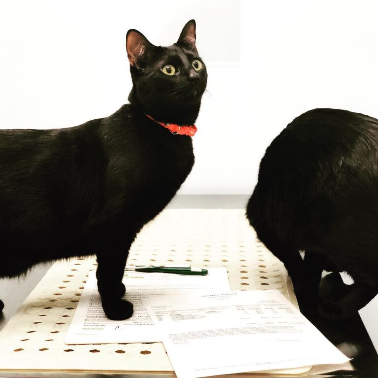A day at the vet…..nothing wrong. Just a yearly check up.