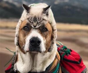 FunnyCatSite
