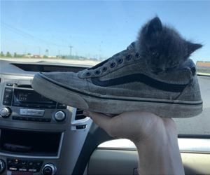 FunnyCatSite