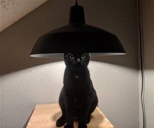 FunnyCatSite