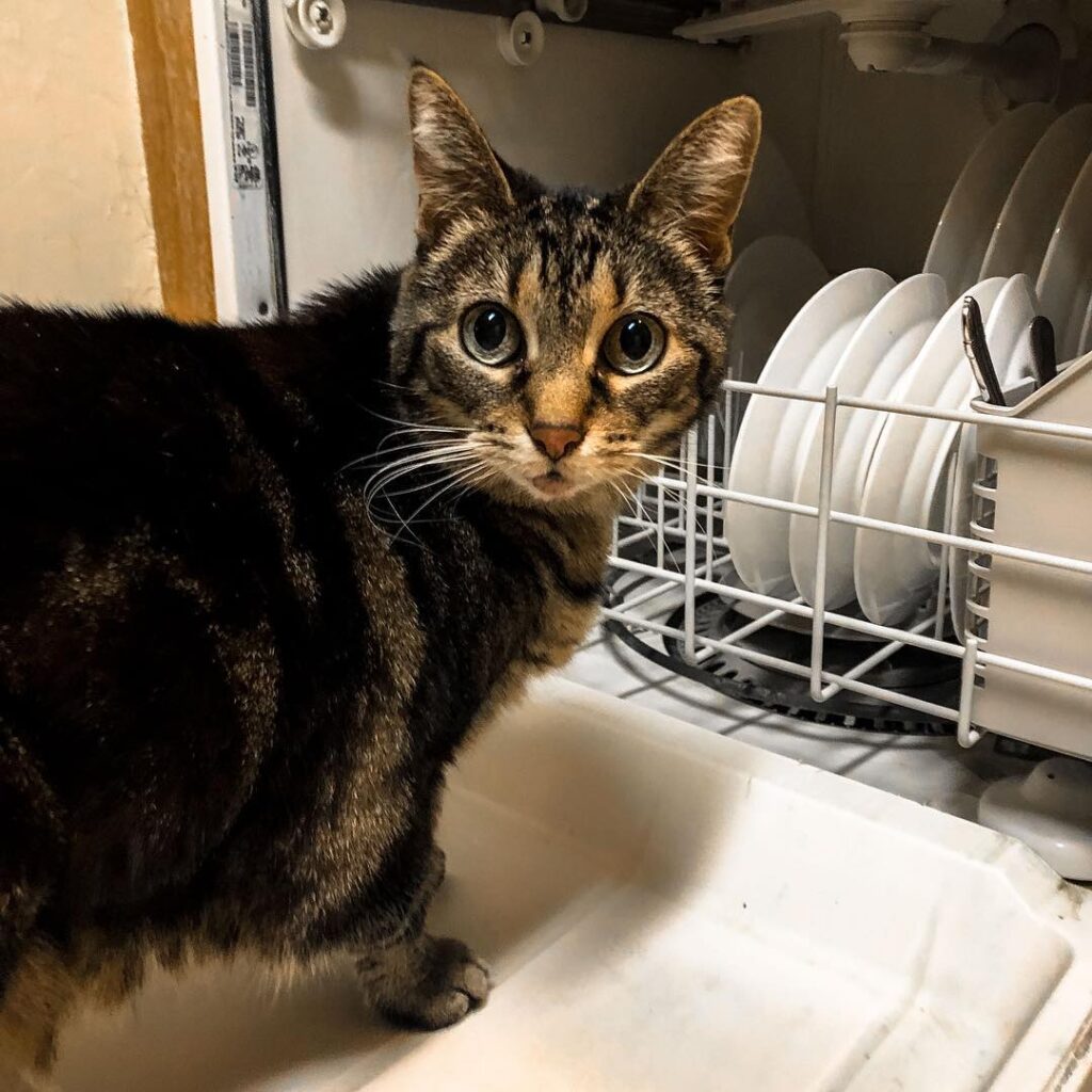 Annual dishwasher inspection! Taz seems to be pleased