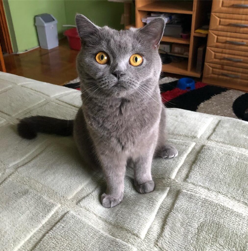Are u crazy human?? Don’t take so many photo of me… • •