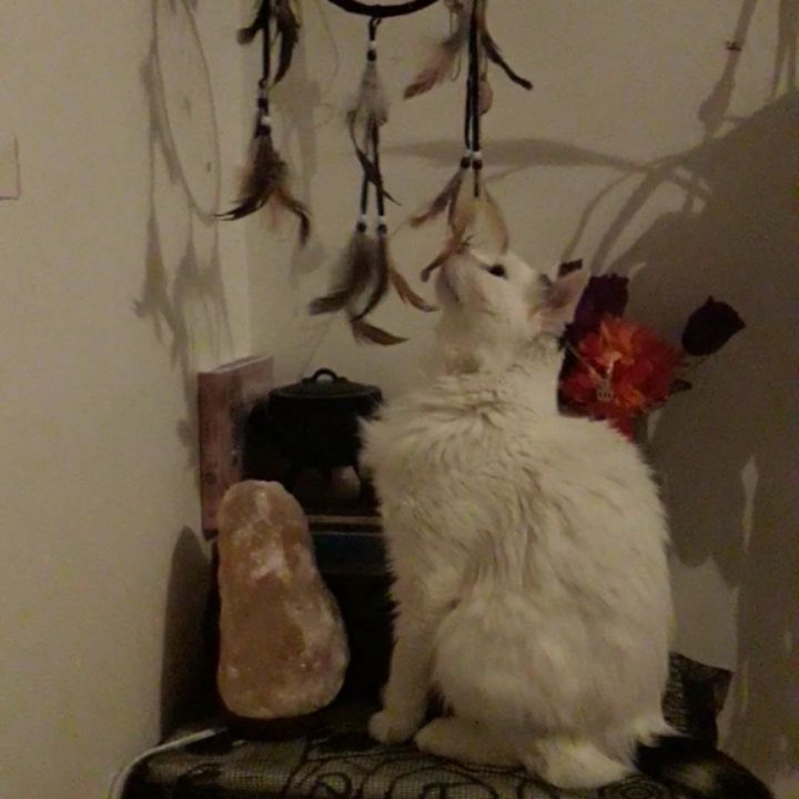 As you know, Tilly is the inspiration behind my pet friendly candles