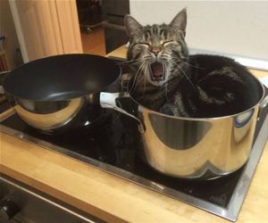 FunnyCatSite