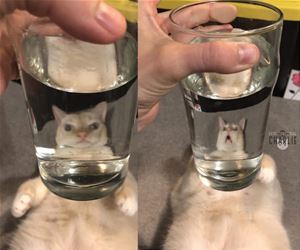 FunnyCatSite