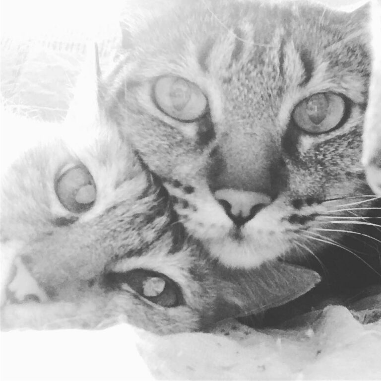 Catnip party
