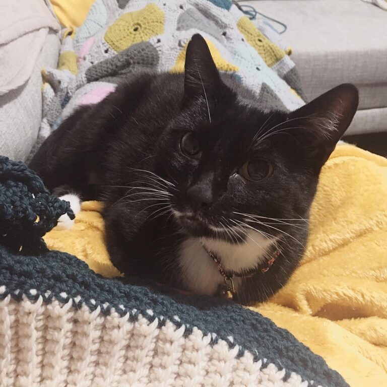 Cats, crochet and blankets Working on my Cairngorm Sweater Dress from
