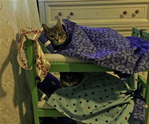 FunnyCatSite