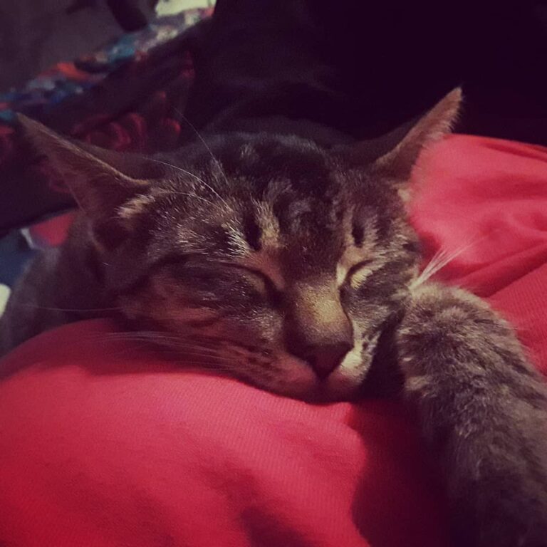 Caturday nap with mommy. What else are the weekends for -Kensi . .
