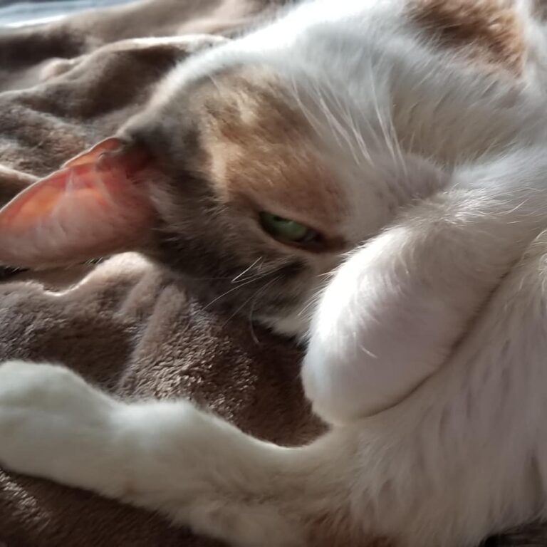 Caturday with Maggie