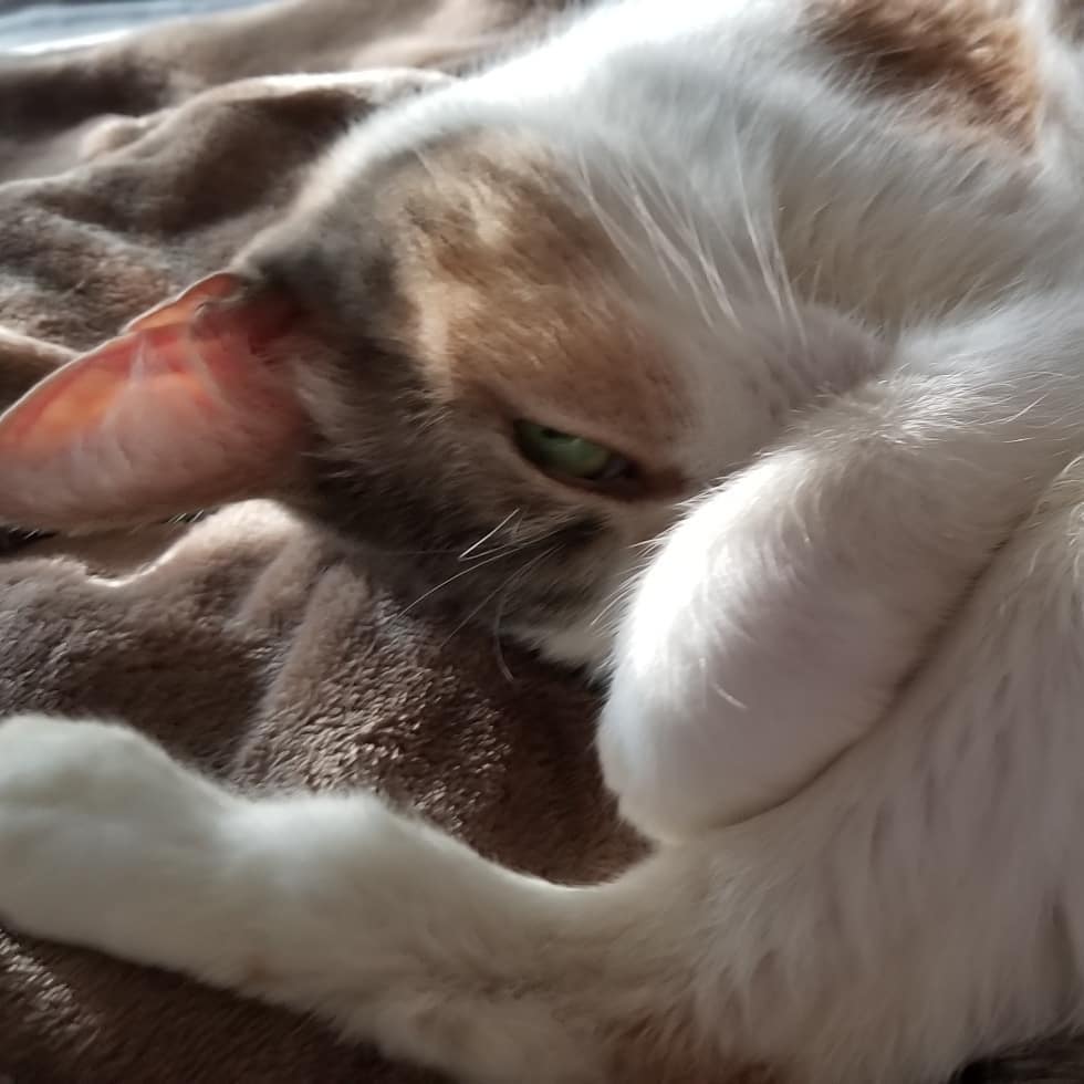 Caturday with Maggie