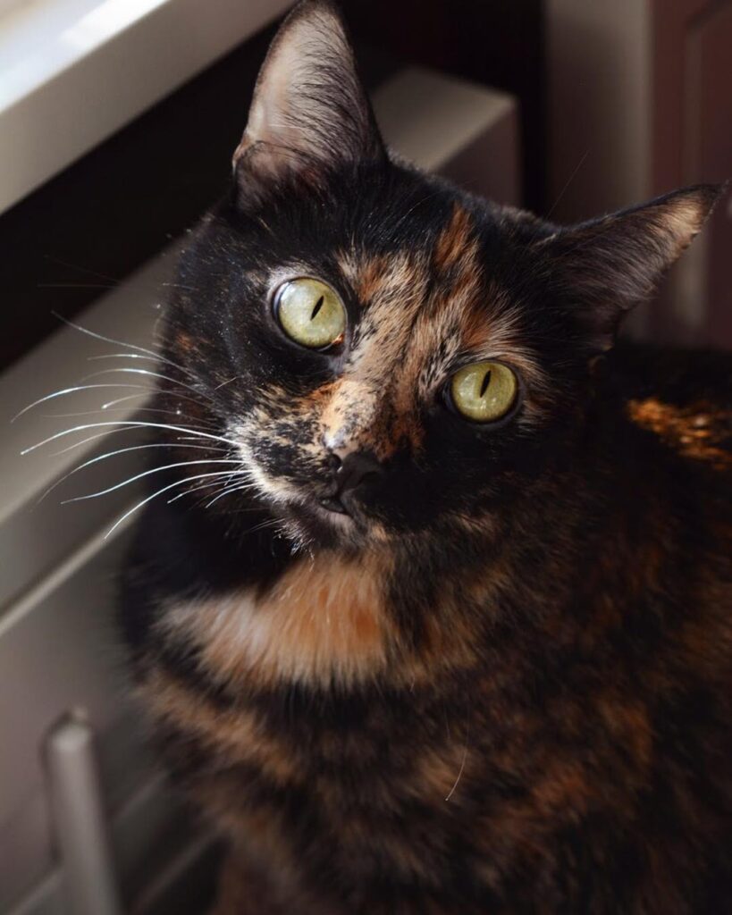 With the Norton Tortie Tribe • • •