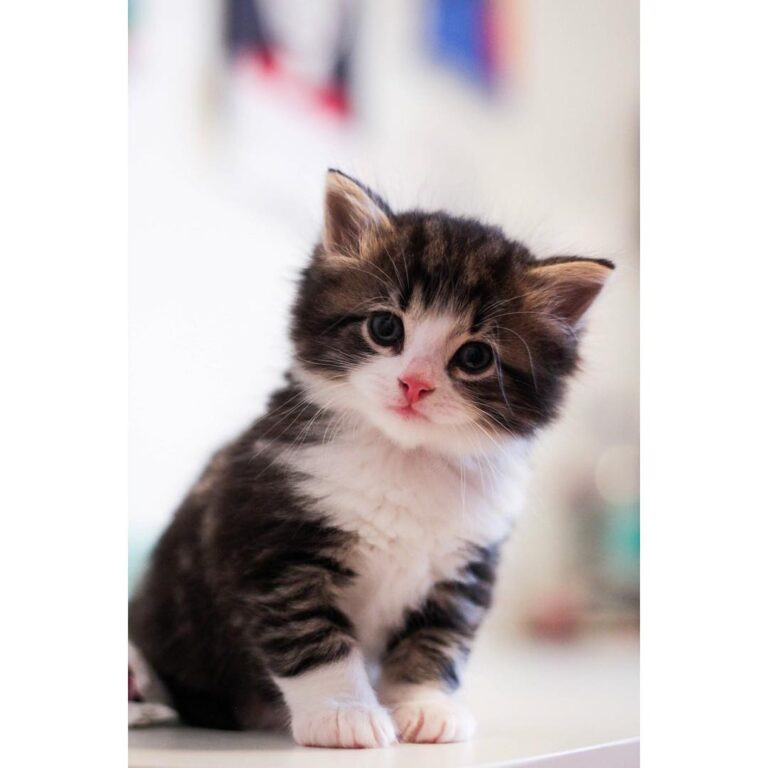 Caturday! • : •