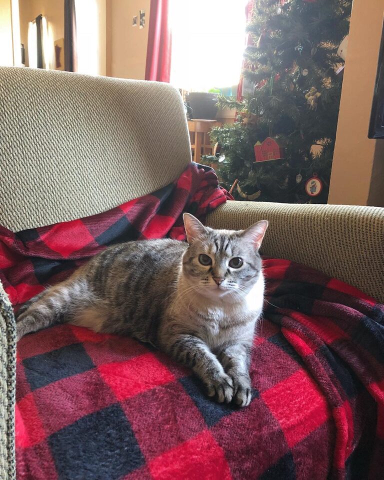 Christmas is still alive and well in our house. Meowy Catmas and a