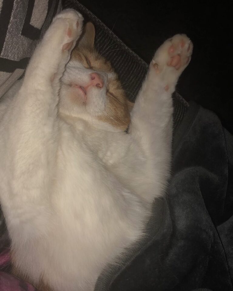 Comfy pal?