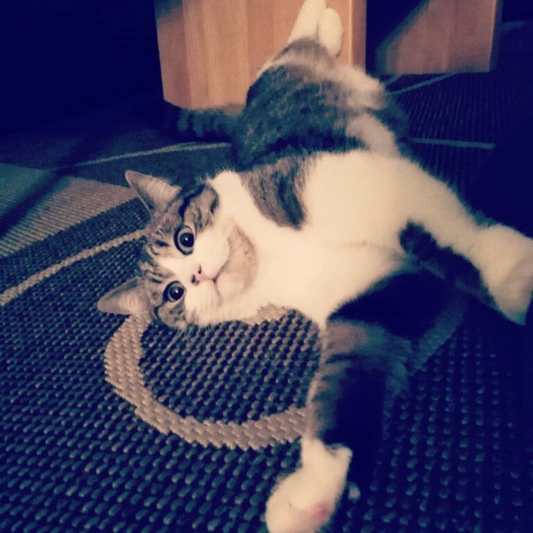 Daily yoga session