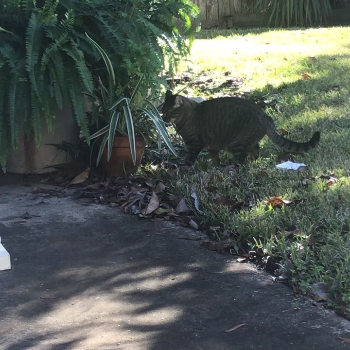 Dang felines snuck outside while I was struggling to get to the yard