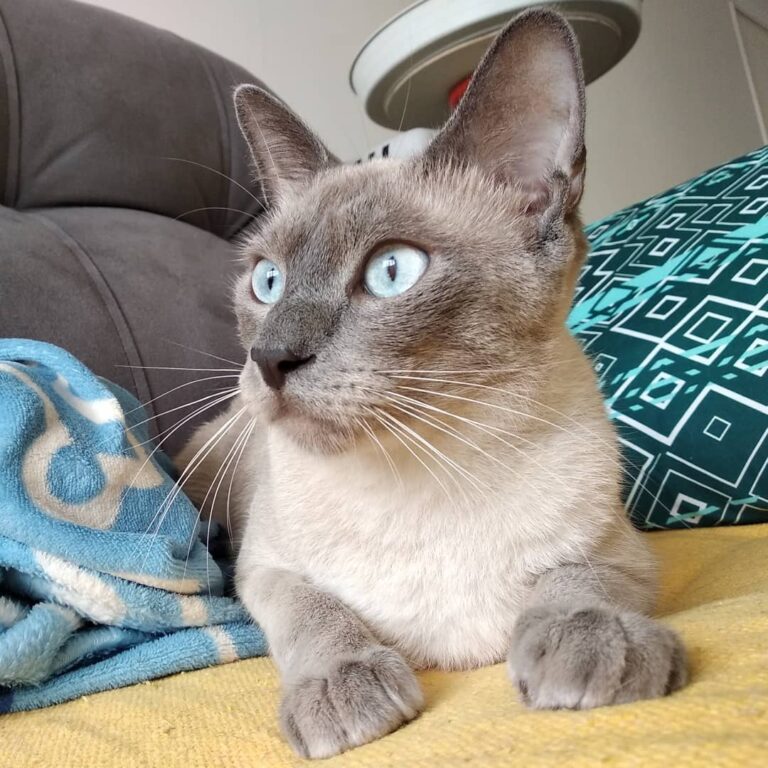 De olho na presa . #猫 #子猫 #子猫ちゃん
