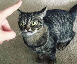 FunnyCatSite