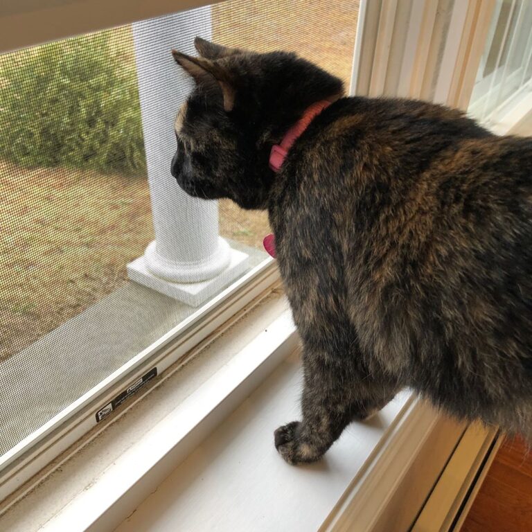 Enjoying my Caturday by looking out the window! Could care less that