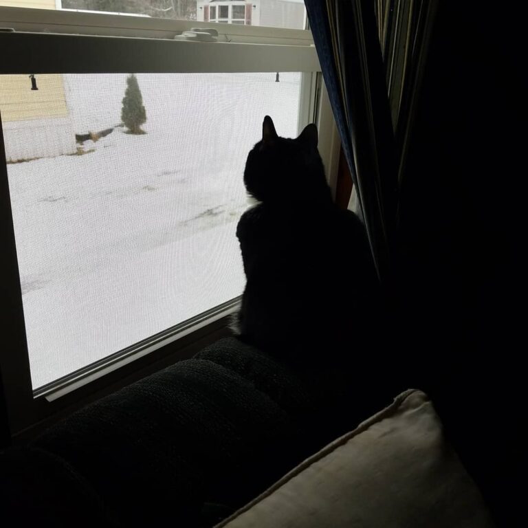 Enjoying the snow.