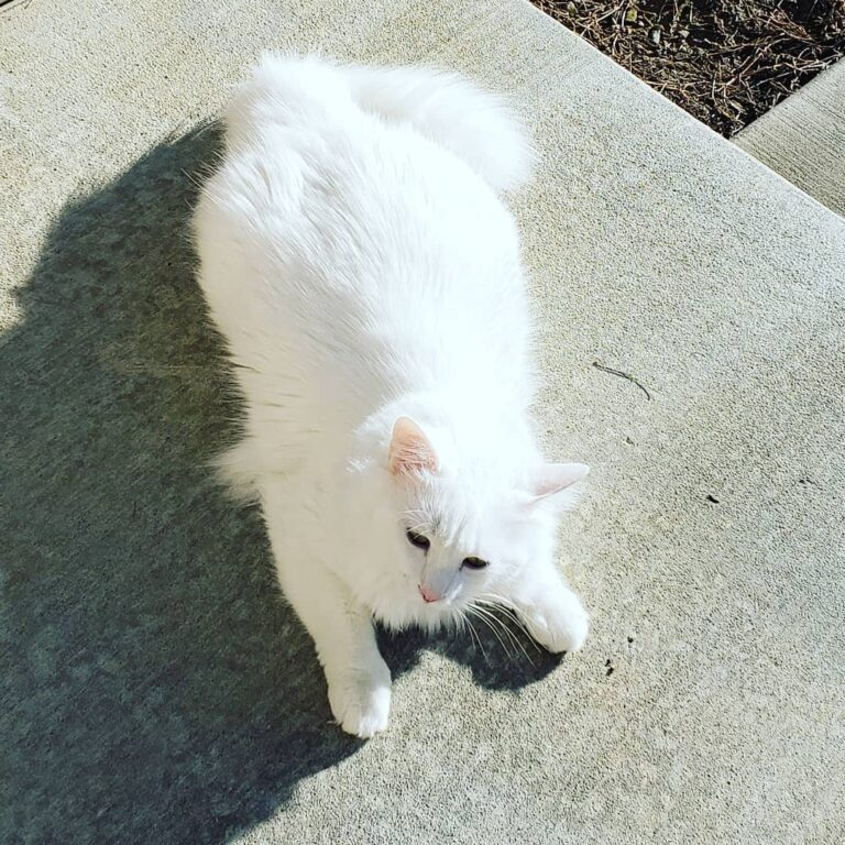 Finally the sun came out and now the gentle giant wants to lounge
