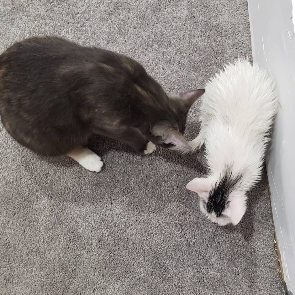 Frieza got a bath and was unhappy, so Jiren has been Momma Bear.