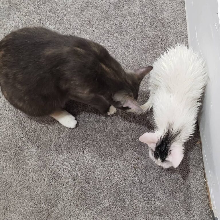 Frieza got a bath and was unhappy, so Jiren has been Momma Bear.