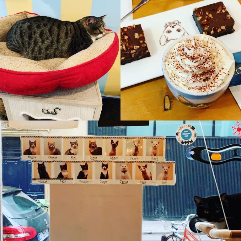 From Chat Mallows cafe in Paris • • • • é