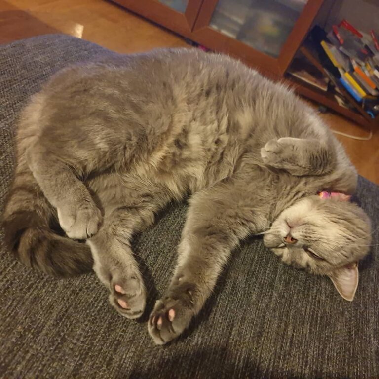 Cute Cat Moment