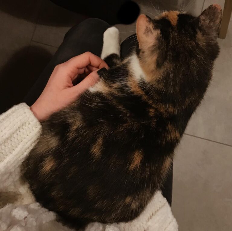 Grażka, Baśka i Limba