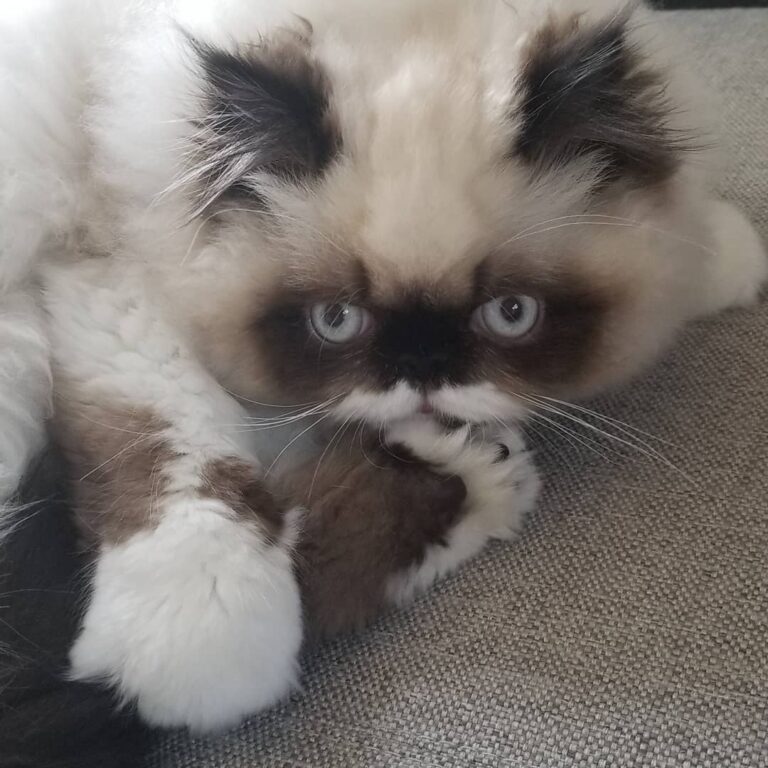 Happy Caturday! . . .