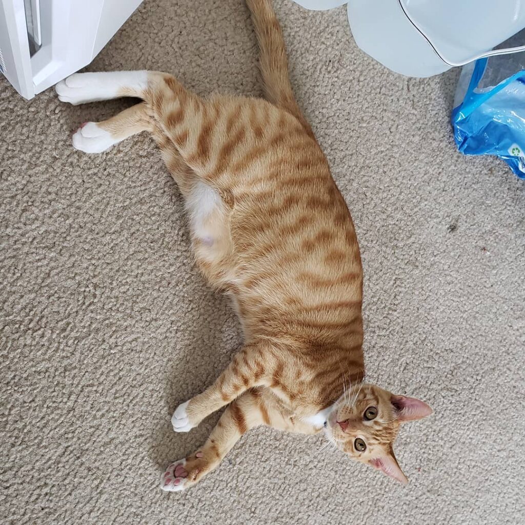 Happy Caturday Hoomans , , , , , , , , , , , , , , ,