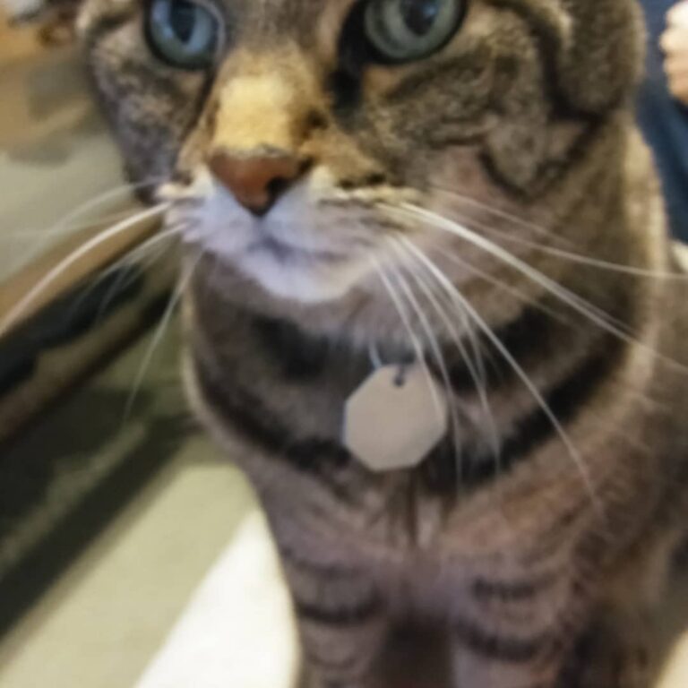 Happy Gotcha Day, Ashton.