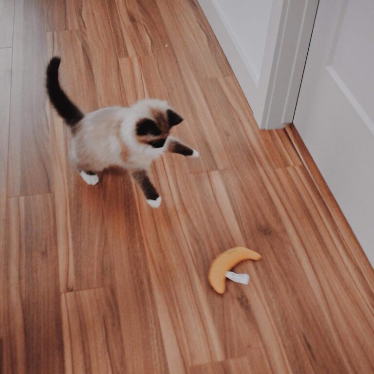 Happy caturday! My favourite day of the week