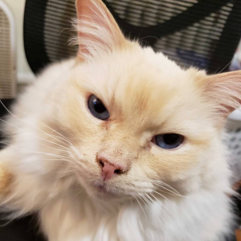 Happy first caturday of 2019 furriends! ° ° ° ° ° ° °