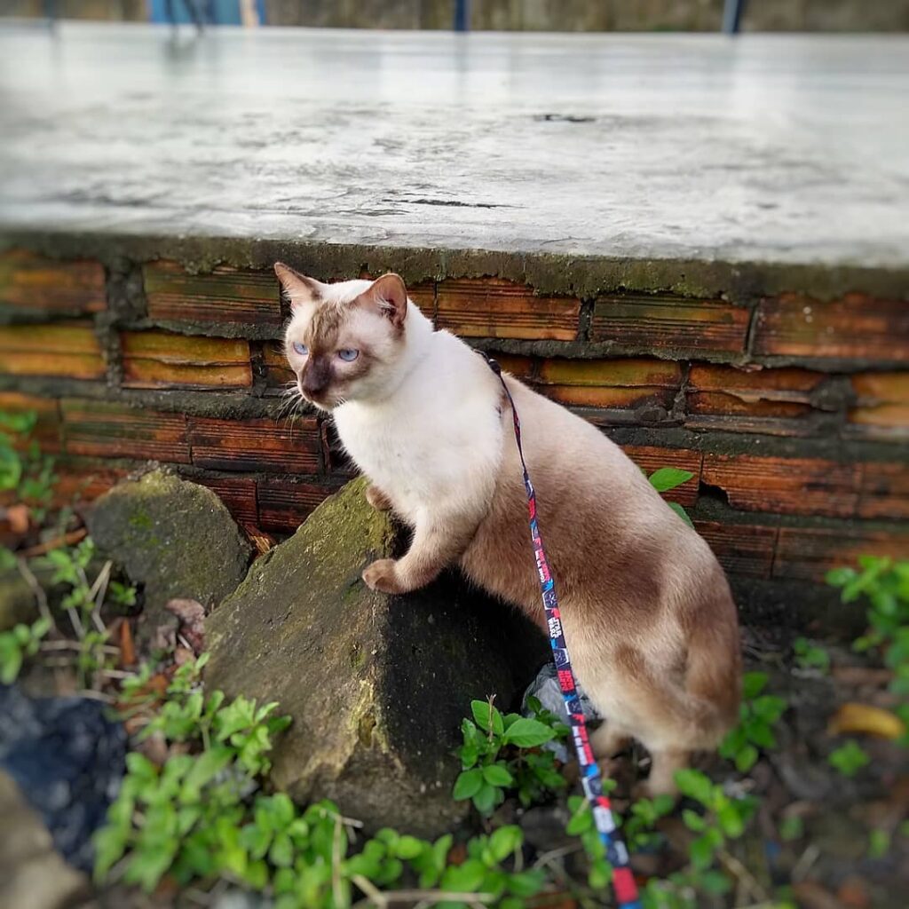 Hoje eu e a Jessie saimos um pouco de casa, minhas humanas levaram a