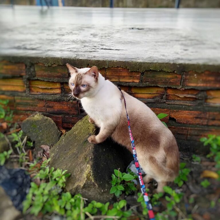 Hoje eu e a Jessie saimos um pouco de casa, minhas humanas levaram a