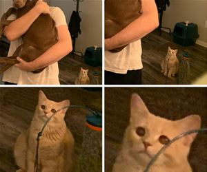 FunnyCatSite