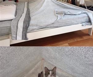FunnyCatSite