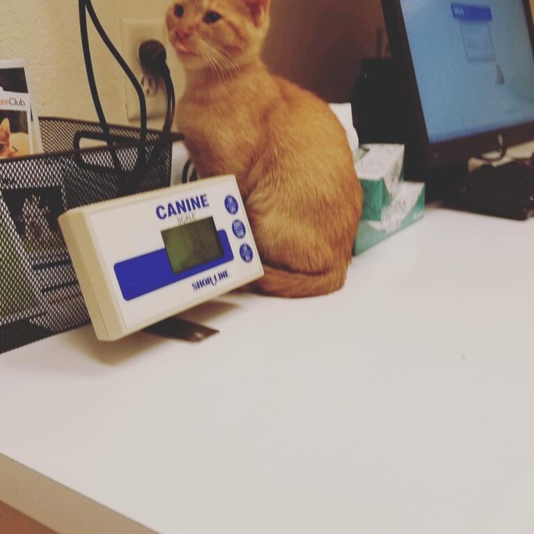 Howie blep at the vet!
